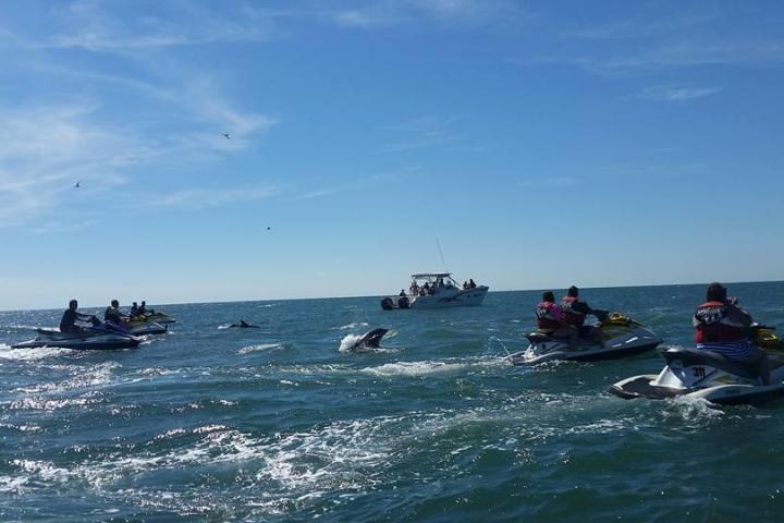 Jet Ski Dolphin Watch Tour