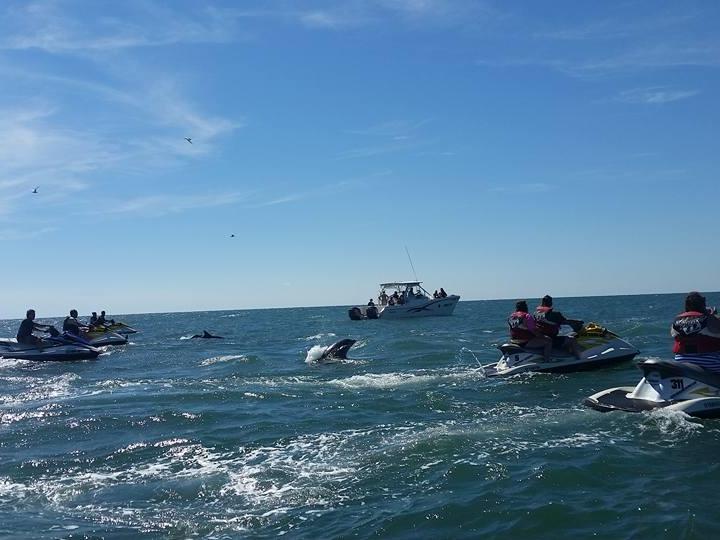 Jet Ski Dolphin Watch Tour Image 2 Jet Ski Dolphin Watch Tour