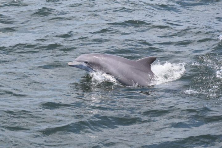 Dolphin-Tour