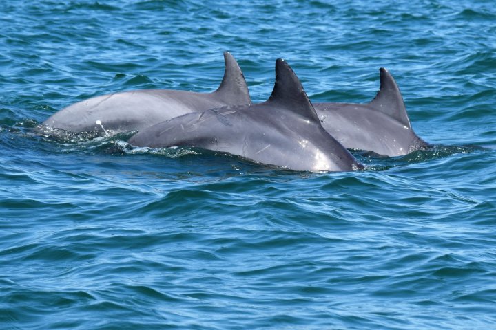dolphin