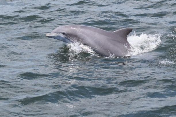 an animal swimming in the water