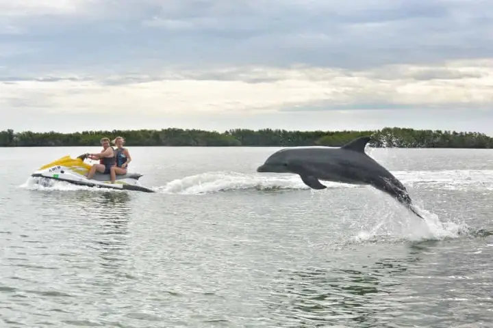 Two people on a jet ski with a dolphin leaping nearby in a calm sea.